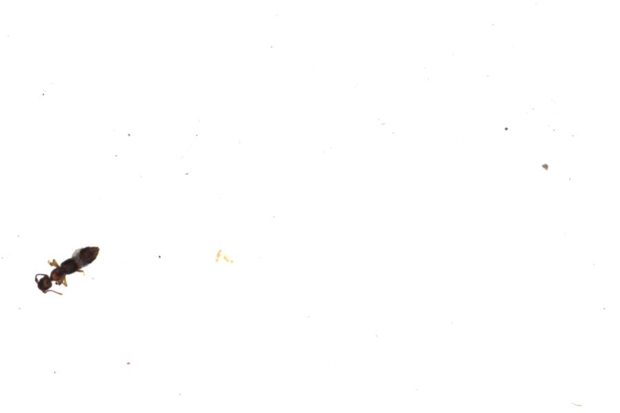 Image 47